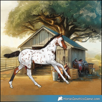Horse Color:Bay Tobiano Appaloosa