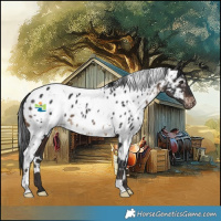 Horse Color:White Spotted Brown Appaloosa