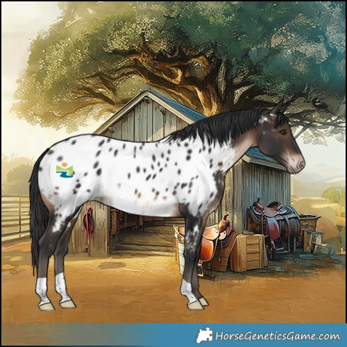 Horse Color:Brown Appaloosa 