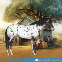 Horse Color:Brown Appaloosa