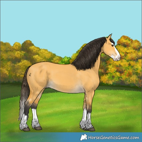 Horse Color:Buckskin Dun Splash 