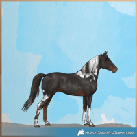Horse Color:Liver Chestnut Tobiano Skewed LP Spotted