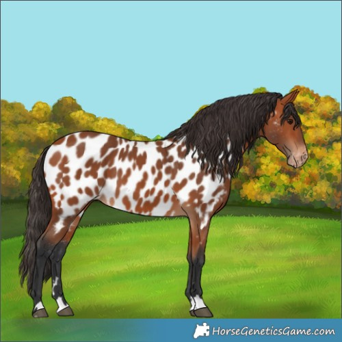 Horse Color:Bay Appaloosa 
