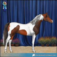 Horse Color:Bay Tobiano 