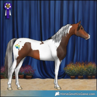Horse Color:Bay Tobiano 