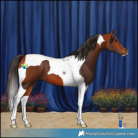 Horse Color:Bay Tobiano 