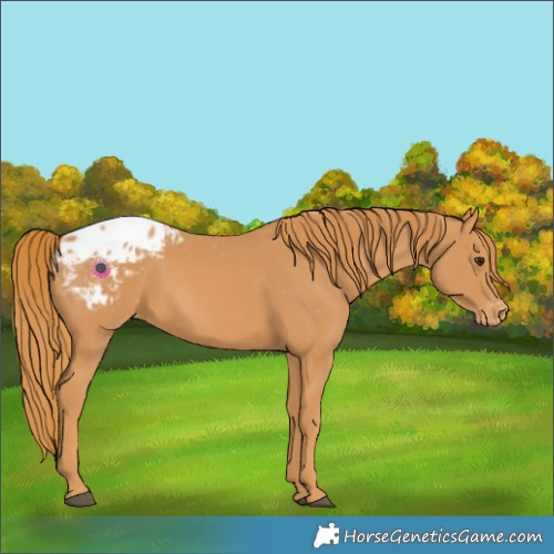 Horse Color:Chestnut Appaloosa