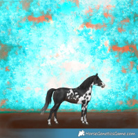 Horse Color:Brown Skewed Appaloosa 