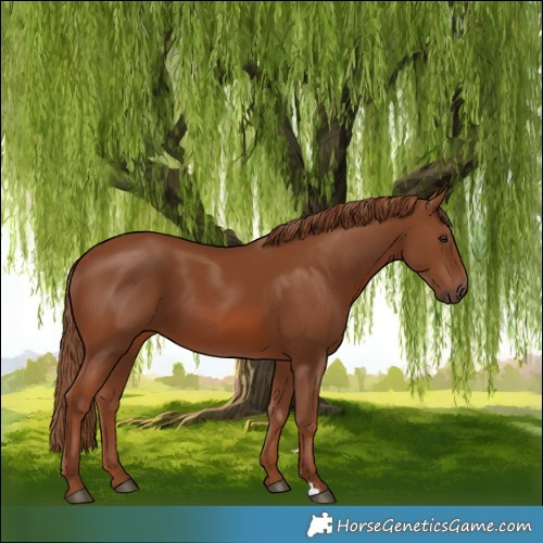 Horse Color:Chestnut 