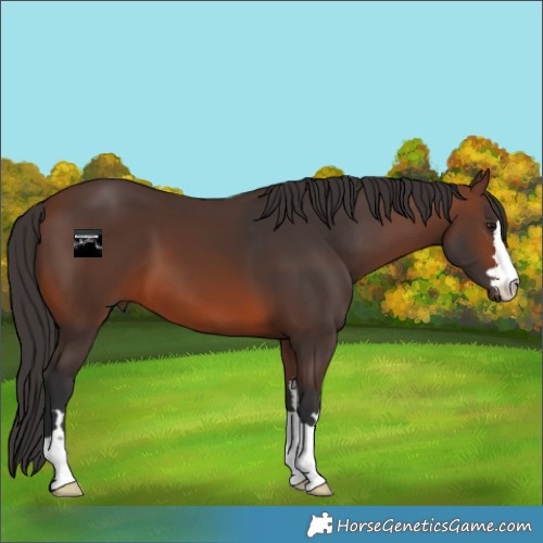 Horse Color:Brown 