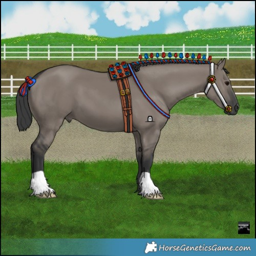 Horse Color:Grullo 