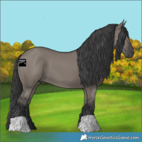 Horse Color:Grullo