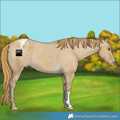Horse Color:Classic Cream Champagne Dun Appaloosa 