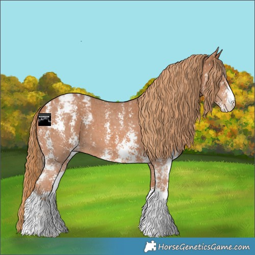 Horse Color:Chestnut Sabino Appaloosa 