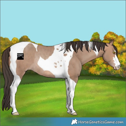 Horse Color:Sable Champagne Tobiano Rabicano 