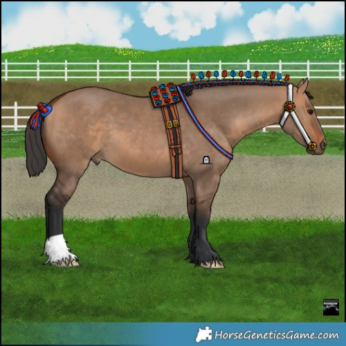 Horse Color:Bay Dun 