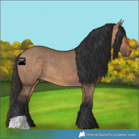 Horse Color:Bay Dun 