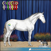 Horse Color:Classic Cream Champagne Roan Splash Appaloosa 