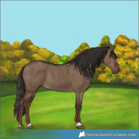 Horse Color:Liver Red Dun Rabicano 