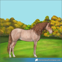 Horse Color:Gold Champagne Roan