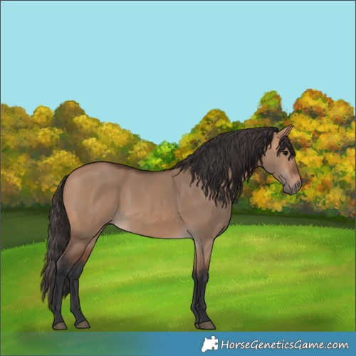 Horse Color:Bay Dun