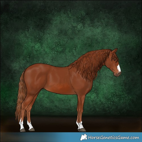 Horse Color:Chestnut 
