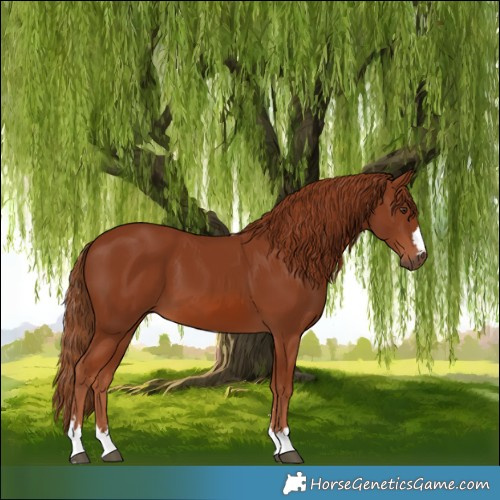 Horse Color:Chestnut 