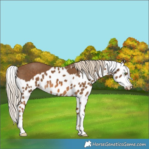 Horse Color:Chocolate Palomino Skewed Appaloosa 