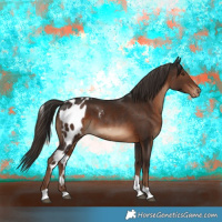 Horse Color:Liver Chestnut Tobiano Skewed Appaloosa 