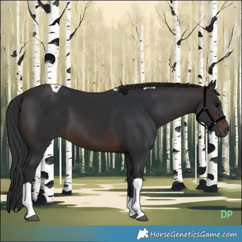 Horse Color:Brown Tobiano 