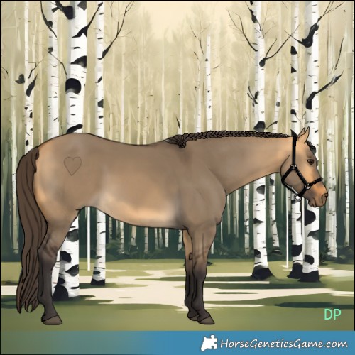 Horse Color:Buckskin Dun 