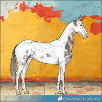 Horse Color:Bay Sabino Splash Tobiano Blanket