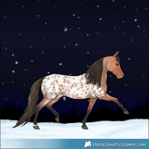 Horse Color:Bay Roan Near Leopard 