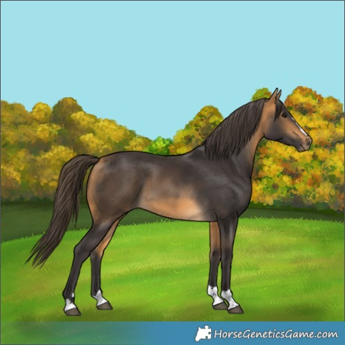 Horse Color:Buckskin 