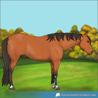 Horse Color:Bay Rabicano 