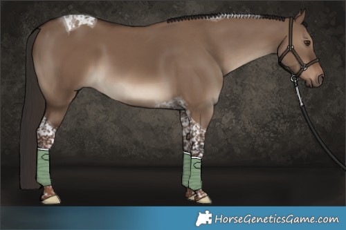 Horse Color:Liver Red Dun Tobiano 