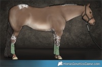 Horse Color:Liver Red Dun Tobiano
