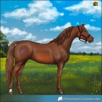 Horse Color:Chestnut 