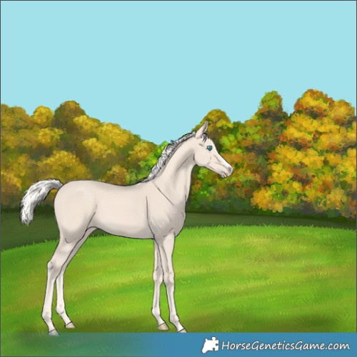 Horse Color:Cremello Splash  and Cremello Splash 