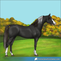 Horse Color:Liver Chestnut Splash Tobiano 