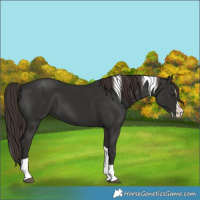Horse Color:Liver Chestnut Splash Tobiano 