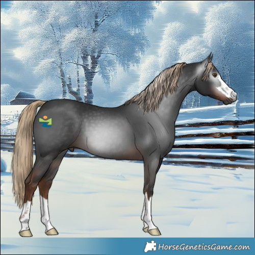 Horse Color:Gray Liver Chestnut 