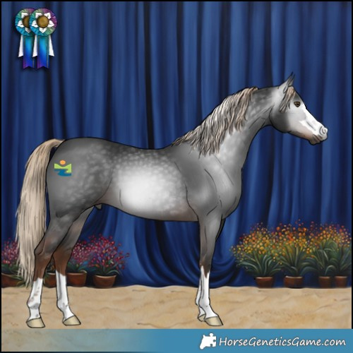 Horse Color:Gray Liver Chestnut 