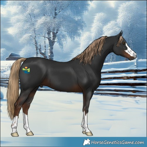 Horse Color:Gray Liver Chestnut 