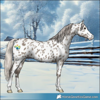 Horse Color:Silver Grullo Appaloosa 