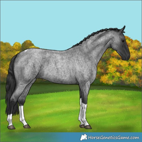 Horse Color:Blue Roan Tobiano 