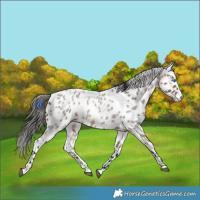 Horse Color:Bay Roan Splash Appaloosa 