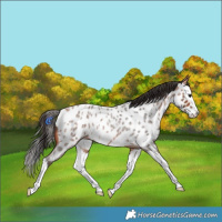 Horse Color:Bay Roan Splash Appaloosa 