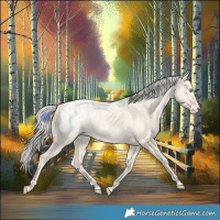 Horse Color:Cremello Dun Appaloosa 