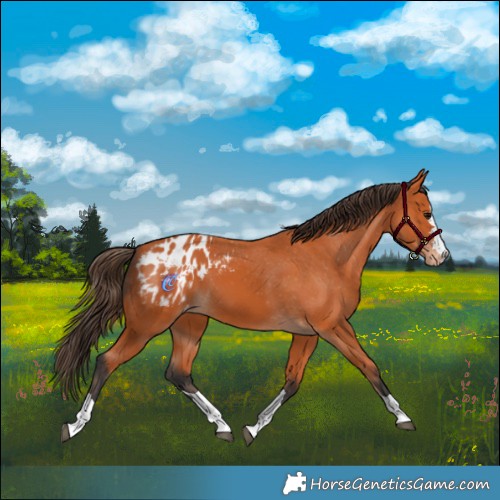Horse Color:Bay Appaloosa 